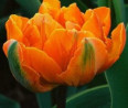 Kedvenc tavaszi virágunk, a tulipán - Képekkel