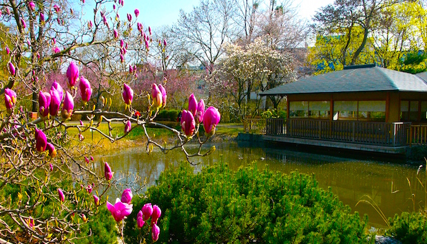 Nyílnak már a magnóliák is