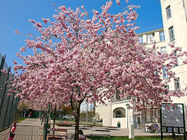 Itt virágoznak ki először Bécsben a cseresznyefák