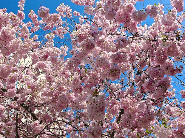 Burjánzó virágfürtök a fejünk felett
