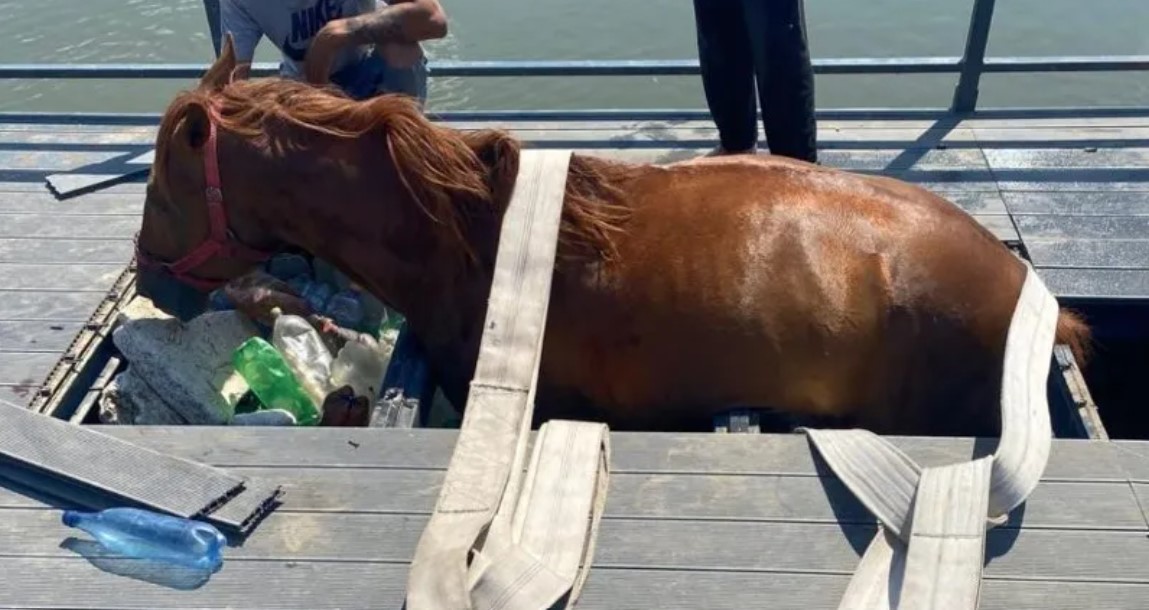 A beszakadt ló várja, hogy kiemeljék. beszakadt ló Románia Erdély móló Gyulafehérvár beruházás lej 2022