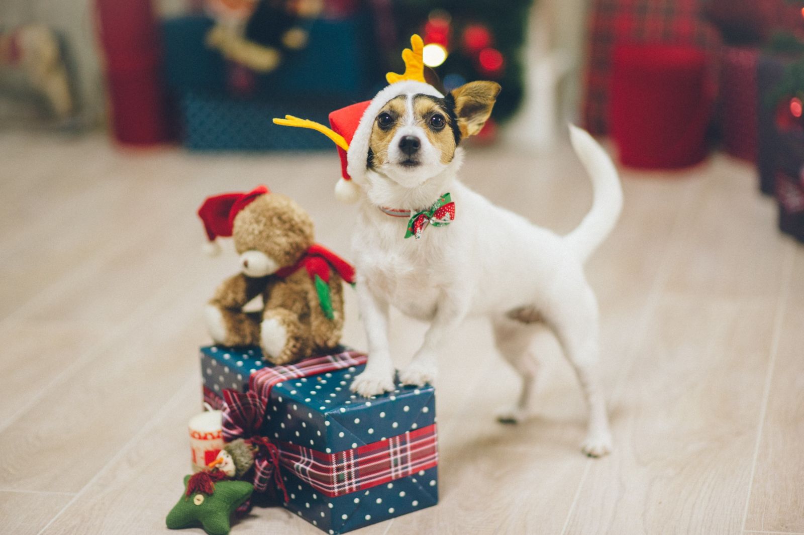 kutya karácsony ajándék aranyos