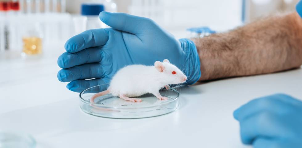 laboratórium kutatás egér klónozás tudomány áttörés fagyasztott-szárított sejt egér kísérlet 2022 Japán 