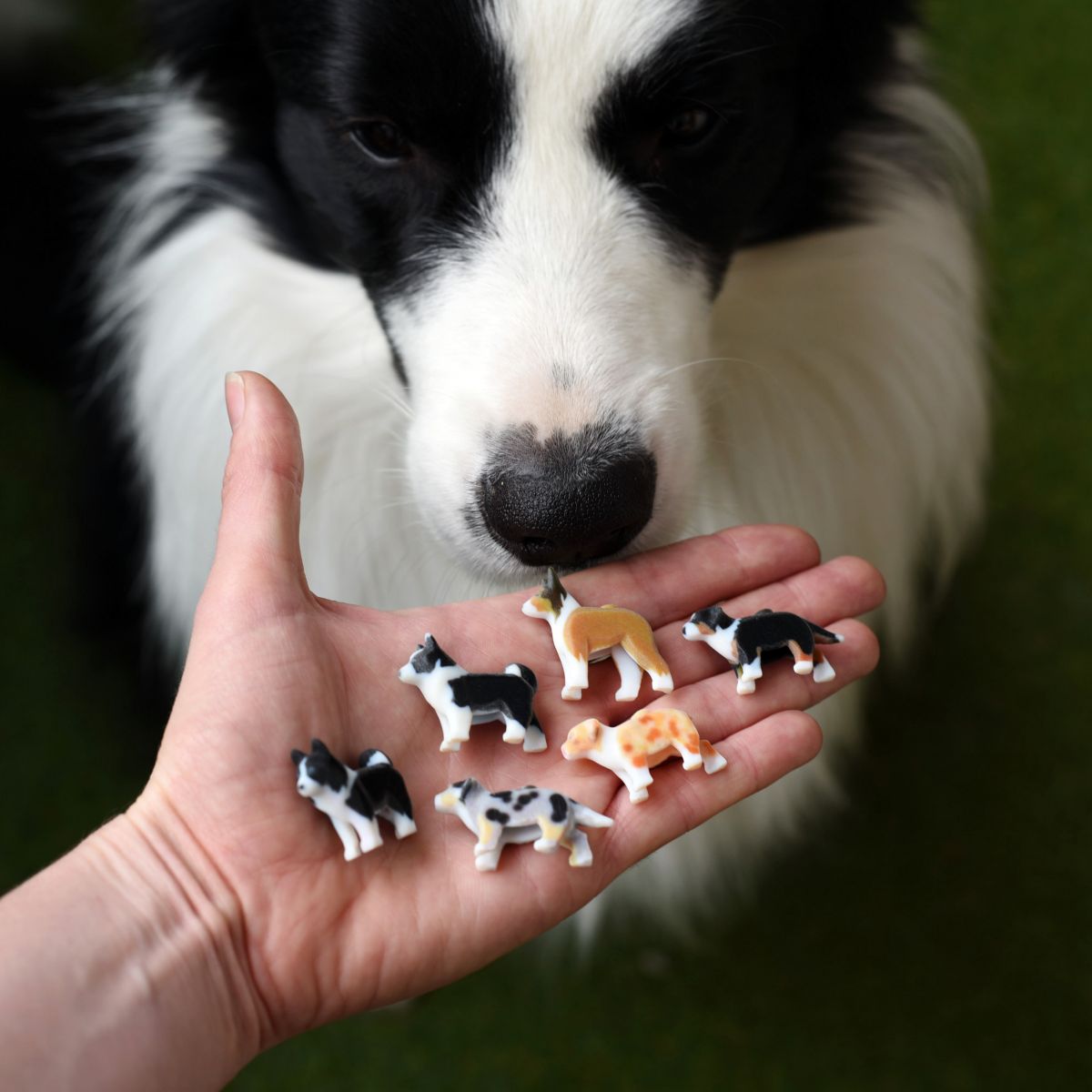 LEGO formatervezés formatervező mérnök szavazás lego figura magyar kutyafajta mudi pumi Border collie 
