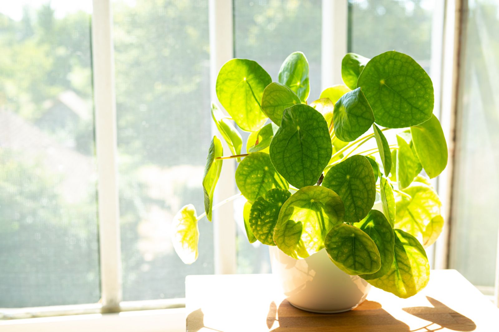 Illusztráció: 123rf pénzlevelű pilea