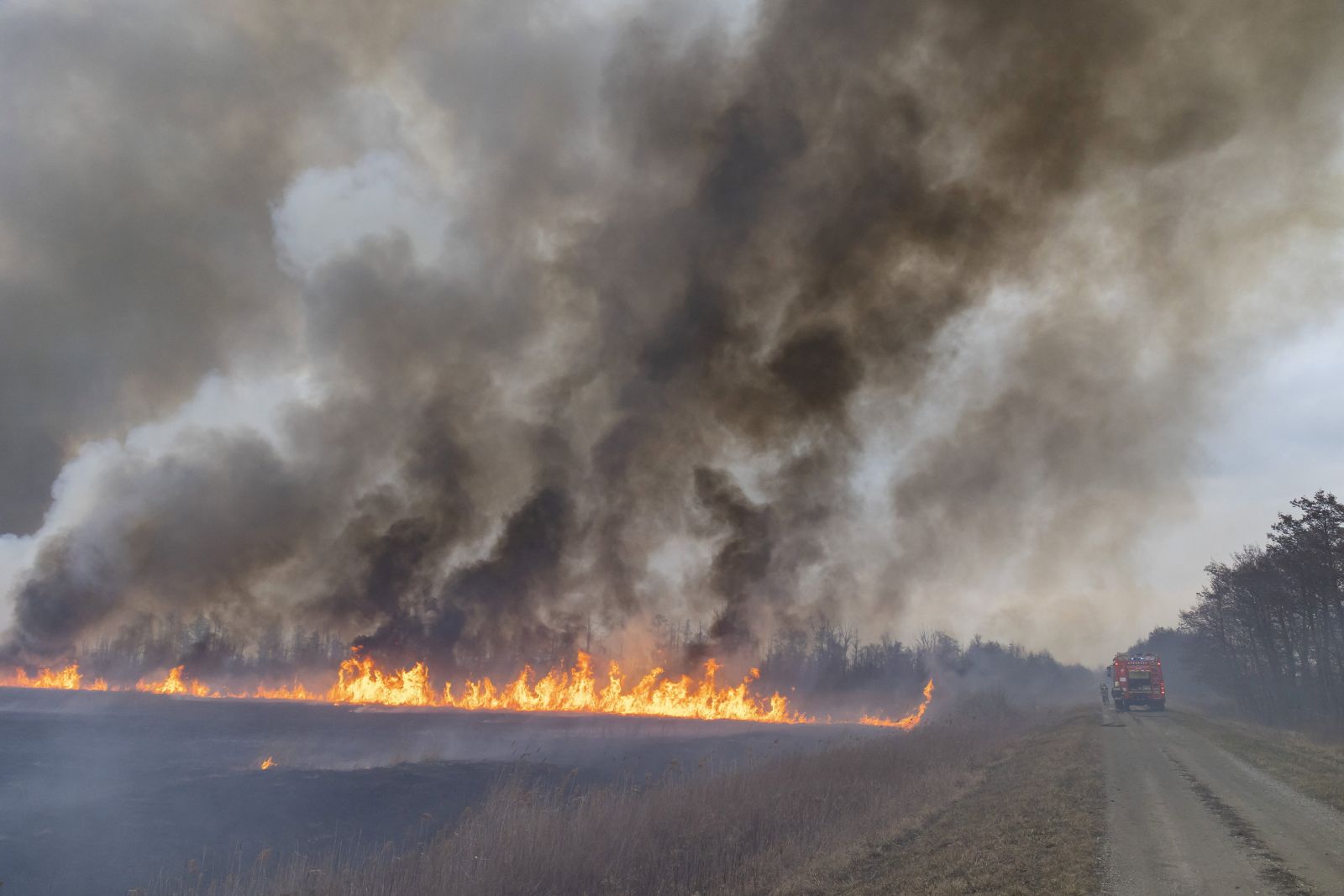 Tűzoltók dolgoznak a kigyulladt aljnövényzet és az erdő oltásán. tűz szárazság veszély tűzoltóság tűzoltó Magyarország Sármellék nyár hőség kánikula tűzveszély