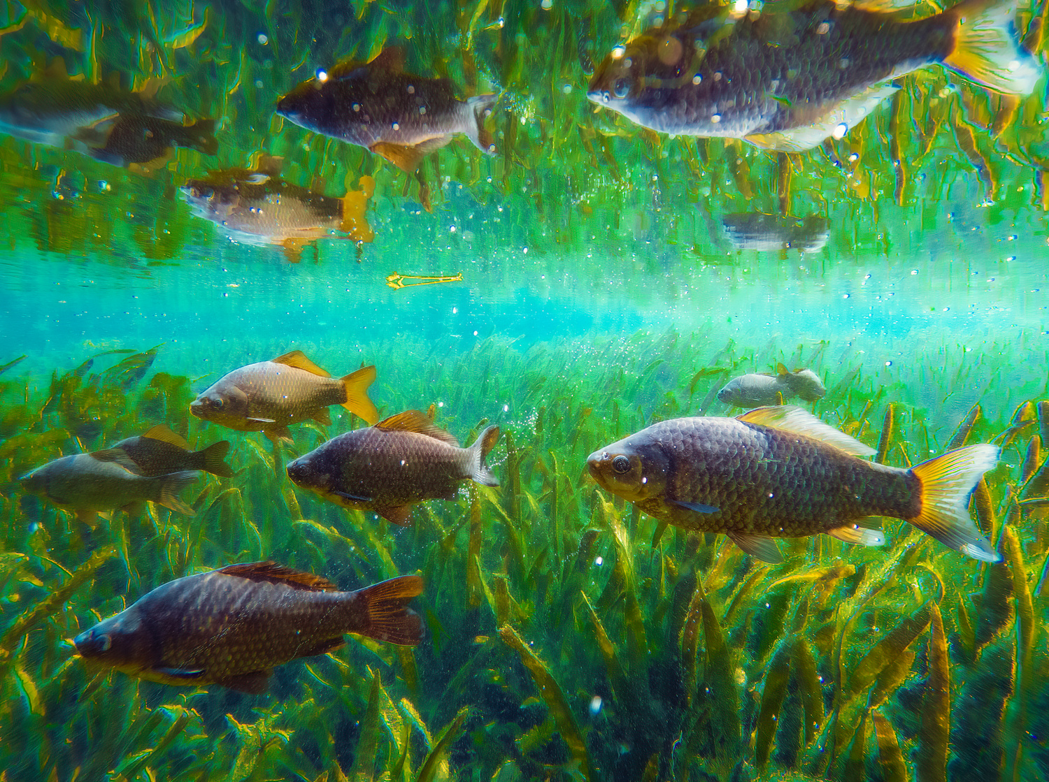 Természetfotó Daróczi Csaba