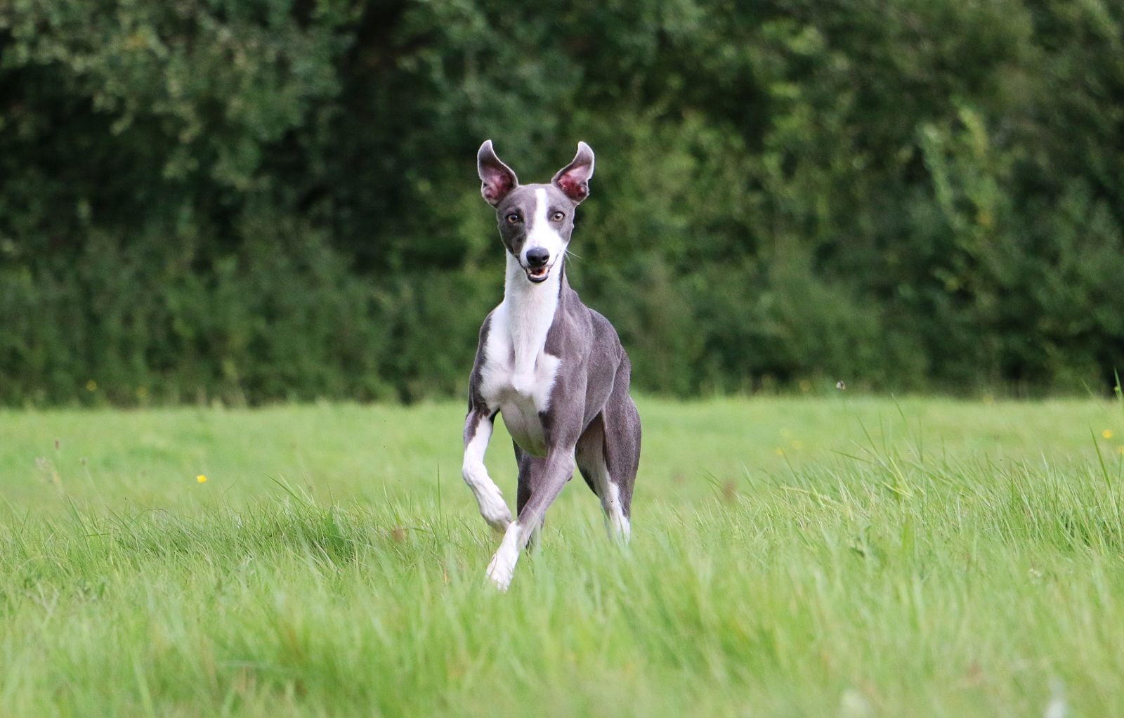 naptej kutya fényvédelem bőrrák nyár UV káros sugárzás napfény napozás kisállat kiskedvenc állatvédelem állatorvos szakember kánikula hőség whippet