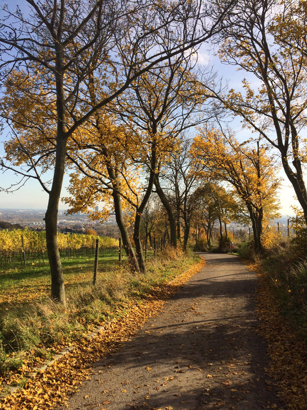 Festői sétaút a szőlőhegyen