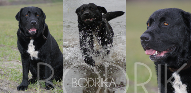 Apukám nevezte el a "Gyere Bodri kutyám" c. nóta alapján. :D