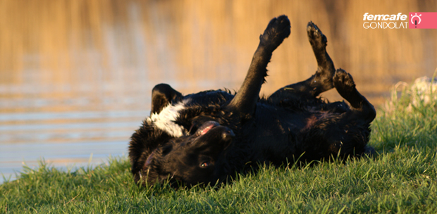 "Csak egy kicsit meghempergek..és hempergek...és hempergek!"