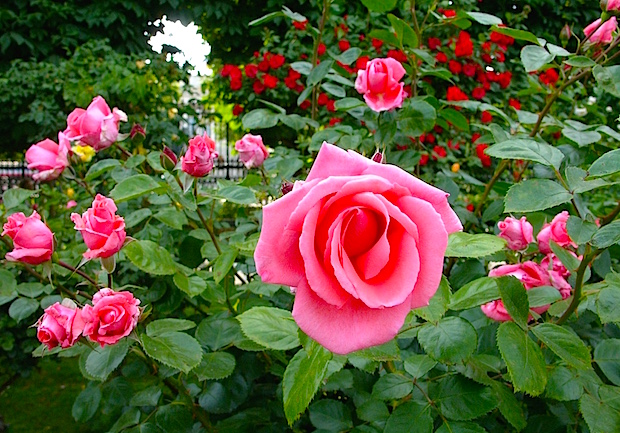 Nem lehet betelni a rózsák látványával és illatával