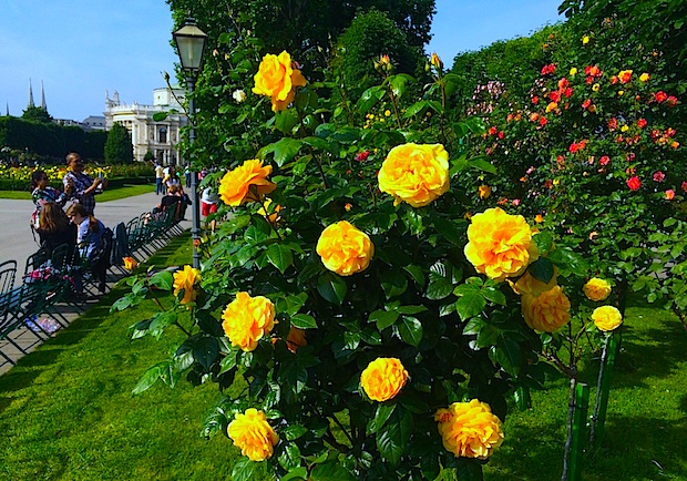 A rózsatövek örökbefogadhatók