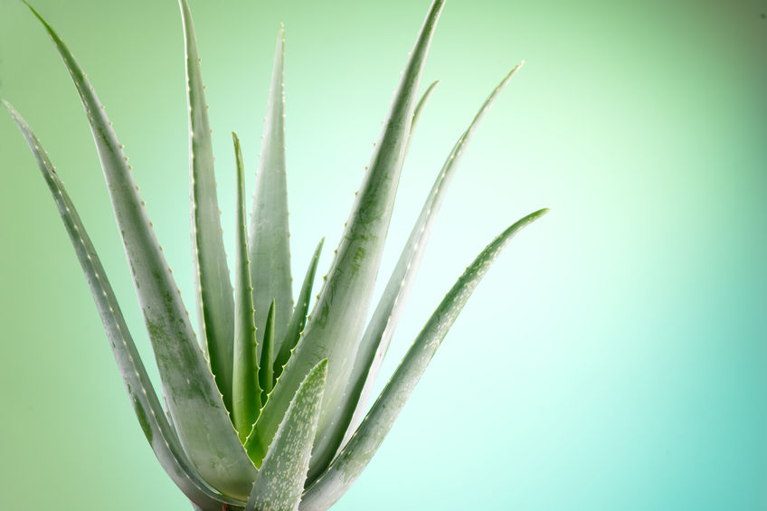 weleda aloe vera gel Weleda Deep Cleansing Gel (Organic Aloe Vera & Witch Hazel Water) 150ml