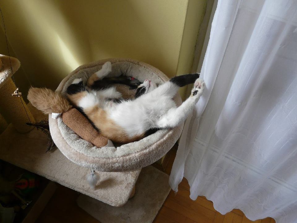 Kép forrása: Rex Kutyaotthon Alapítvány