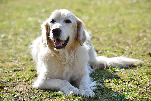 golden retriver kutya családba