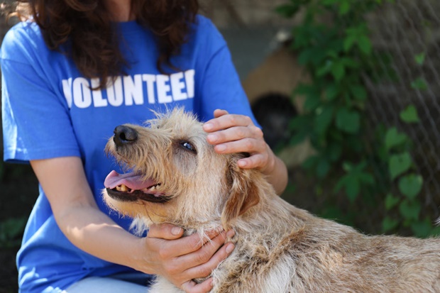 Menhelyi önkéntes kutyával