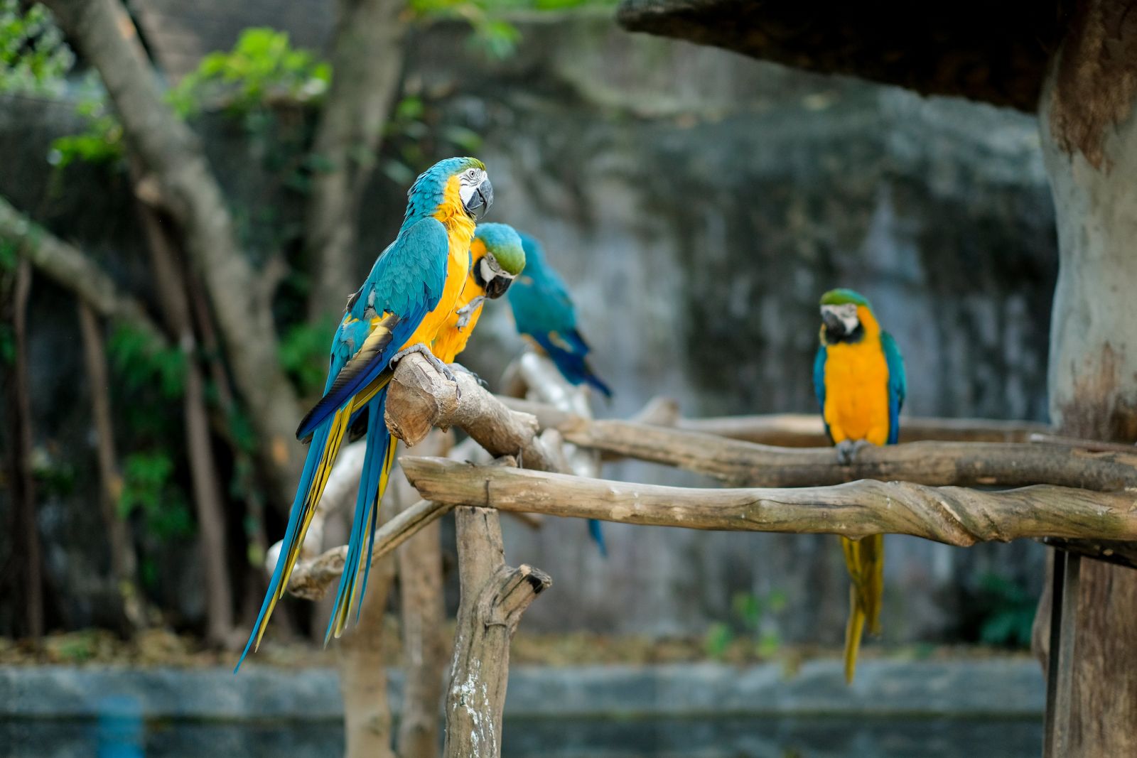 A papagáj tökéletes háziállat lehet egy olyan szociális ember számára, mint az Ikrek