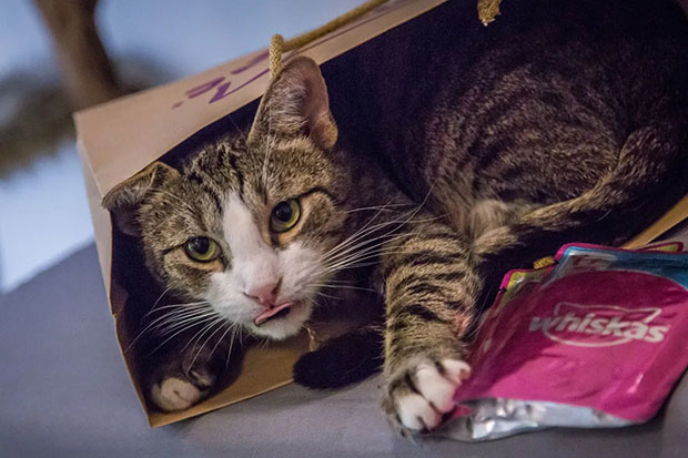 whiskas jutalomfalatok dorombolás
