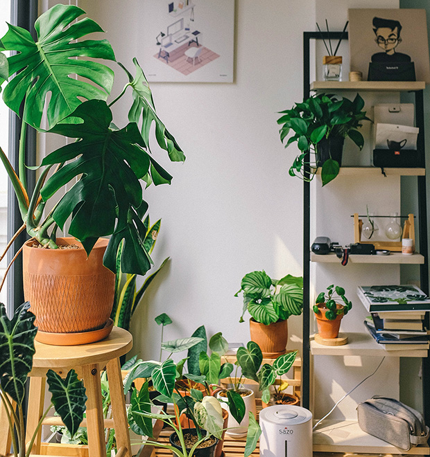 növények kis lakásba tippek