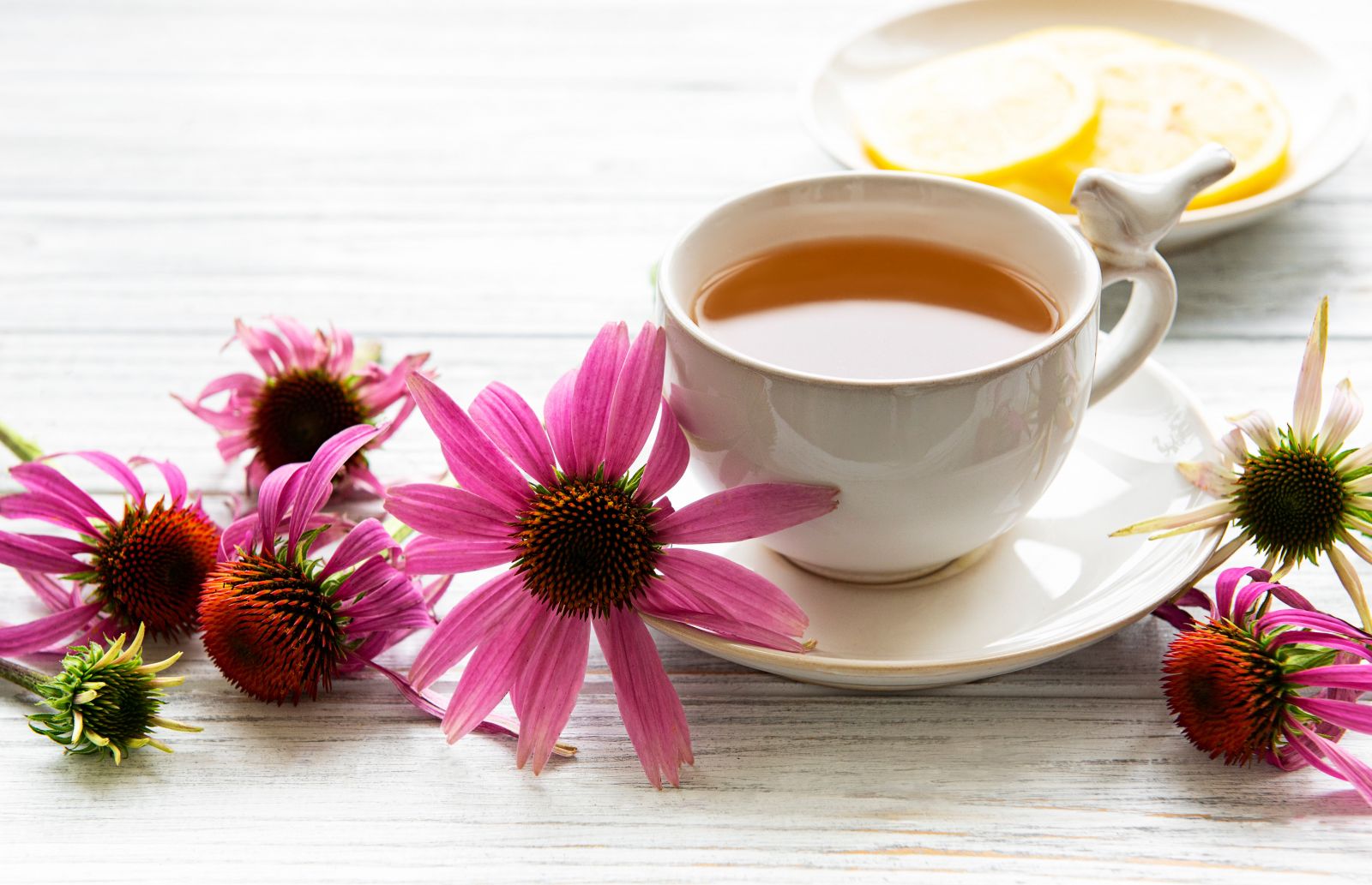 Az echinacea nem csak cseppek, de tea formájában is fogyasztható