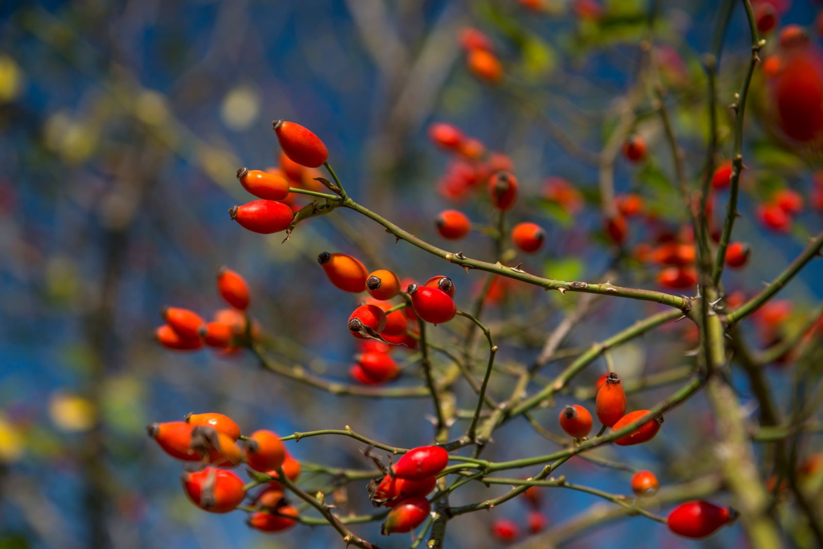 Csipkebogyó ősz fa erdő növény piros bogyó gyümölcs ág