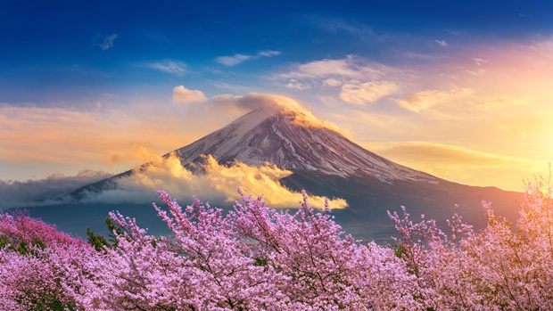 Korán borultak virágba idén a japán cseresznyefák