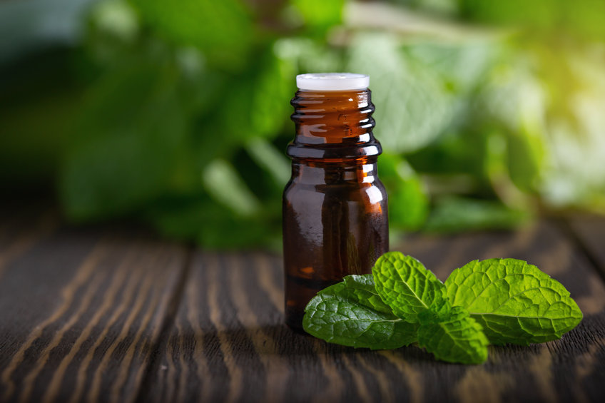 Menta mint gyógynövény