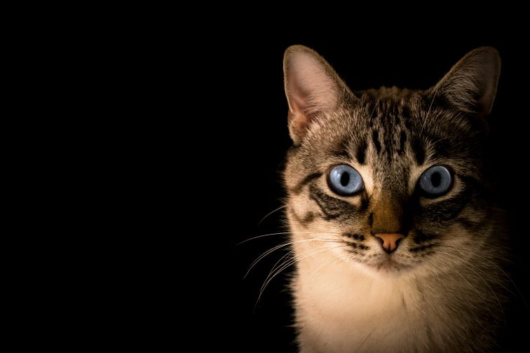 Whiskas - Femcafe
