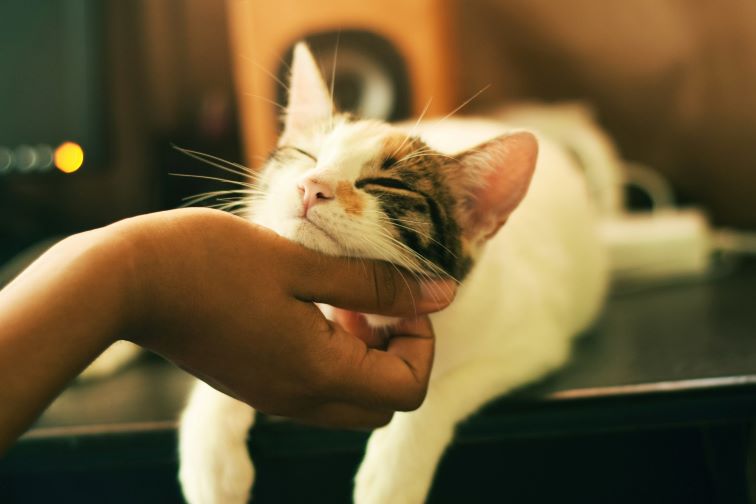 Whiskas - Femcafe