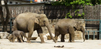 Különleges elefántikrek születtek Kenyában, a fél világot elbűvölték - Videó