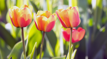 Dupla annyi ideig is képes virágzani a tulipán: csupán ennyi a titka