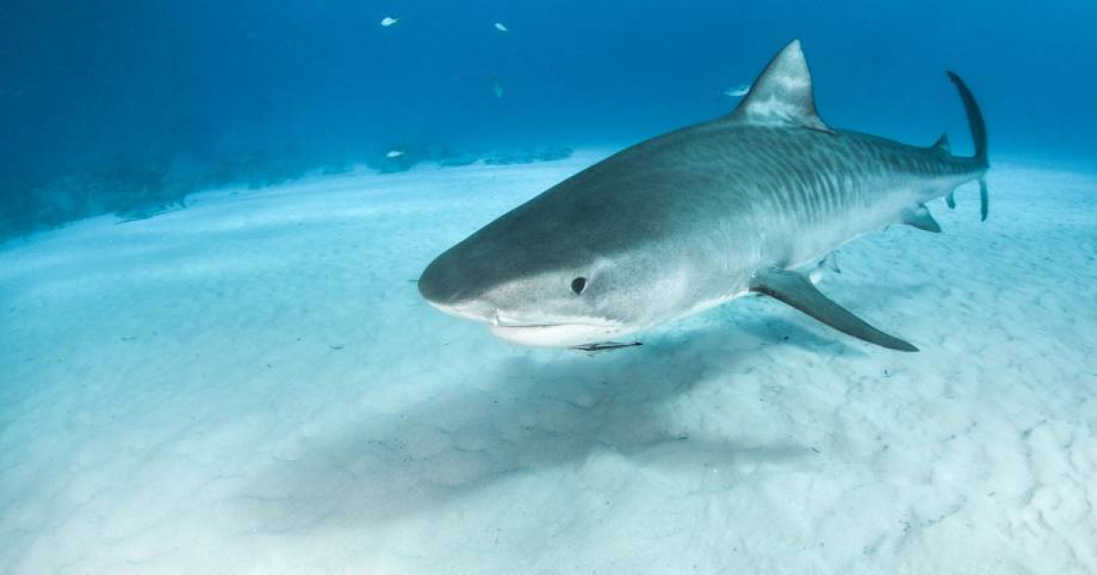 Horror a köbön: hátborzongató küllemű cápát fedeztek fel, és az eredete is homályba vész – Fotó