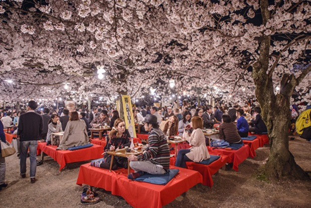 Sakura ünnepén a családok és barátok kiülnek a fák alá piknikezni, mulatozni 