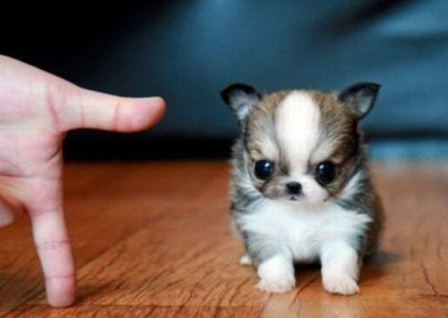 https://www.femcafe.hu/sites/default/files/styles/imagepopup/public/images2014/blog/tinydog7_0.jpg?itok=6dDJYEFZ
