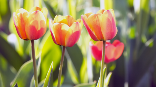 Dupla annyi ideig is képes virágzani a tulipán: csupán ennyi a titka
