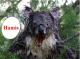 A vizes koalák mérgesek - de azért ennyire nem!