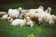 Állati belek

A középkori Európában az állati beleket óvszerként használták fel a nem kívánt terhességek és nemi betegségek megelőzésére. A kecskék, a juhok és még a halak belét is felhasználták erre a célra.
