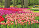 A virágok szerelmeseinek tavasszal Hollandia maga a földi paradicsom.