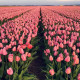 Az Amszterdamhoz közeli Haarlem nevű város a tulipánok fő kereskedelmi központja volt. Ma is csodálatos tavasszal.