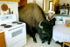 Az alábbi képen Jim Sautner és háziállata, Bailey D. Buffalo látható, aki még kicsi állatként került a farmra. A házaspár szinte családtagnak tekintette a bölényt, aki mindig sok szeretettel hálálta meg a törődést. 