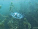 Így néz ki az édesvízi fátyolos medúza - Augusztusban valósággal hemzseg tőlük a tó 