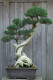 A bonsai fákat szintén nem érdemes otthon tartanunk - noha nagyon jól mutatnak a lakásban, valójában gátolják a pozitív növekedést.