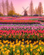 A tulipánok valójában Közép-Ázsiából származnak, de csak akkor váltak népszerűvé, mikor Hollandiába érkeztek.