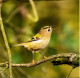 Legkisebb madár: Sárgafejű királyka (9 cm, 4-7 g)
