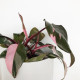 A rózsaszín filodendron növénynek is nehéz ellenállni. Nem csak szép, nagyon hasznos is, ugyanis elnyeli a port. 