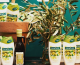 Palmolive Naturals Ultra Moisturization tusfürdő olíva és aloe vera kivonattal (449 forint)