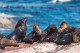 Seal Island

A Seal-sziget egy aprócska sziget, amely 5,7 kilométerre fekszik a False Bay északi strandjaitól, a dél-afrikai Fokváros közelében. Területe 5 hektár, és 64 000 köpenyes prémfóka otthona.