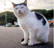 A Tashirojima macskái többnyire a sziget délkeleti oldalán, a Nitoda kikötő környékén találhatók. Szabadon járkálnak az utcákon, és úgy tűnik, élvezik a figyelmet, amelyet a velük fényképező és játszó turistáktól kapnak.

 