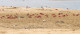 Christmas Island

A karácsony-szigeti vörösrák egy szárazföldi rákfaj, amely az Indiai-óceánon található Karácsony-szigeten és a Kókusz-szigeteken honos. Noha viszonylag kis területre korlátozták, a becslések szerint egykor 43,7 millió kifejlett vörös rák élt csak a Karácsony-szigeten, de a sárga hangya véletlen behurcolása állítólag 10-15 milliót ölt meg közülük az elmúlt években. A karácsony-szigeti vörös rákok évente tömegesen vándorolnak a tengerbe, hogy az óceánba rakják le tojásaikat. Bár populációját erősen támadják a hangyák, csak 2020-tól nyilvánította védett fajnak a Nemzetközi Természetvédelmi Unió (IUCN).